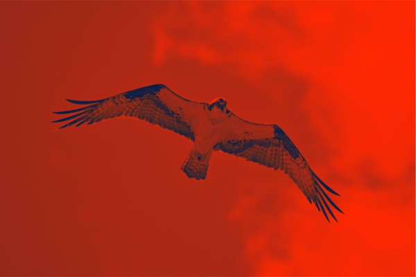 A soaring bird of prey